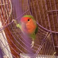 برزیلی ماده فوقالعاده مست مست قیمتو مفت حیون جوجه کشیم