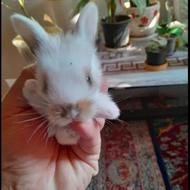 زیباترین نژاد بچه خرگوش نژاد ترکیبی لاین هد و لوپ