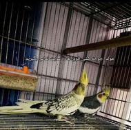 یک جفت عروس بمب مخصوص سالن فقط جوجه میدن فوقالعاده قیمت مفت