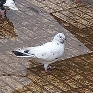 کبوتر پرشی ماده