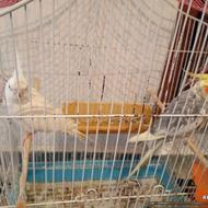 یک جفت عروس فول فوقالعاده جوجه کشی نر سخنگو سفید ماده