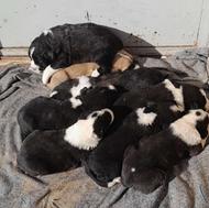 توله نژاد دار 1ماهه واگذاری بدلیل نبود مکان