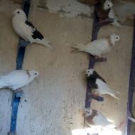 کبوتر بهبهانی