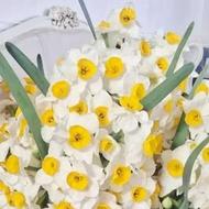 گل نرگس بهبهان