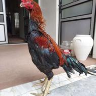 خروس لاری از بهشهر خریدارم