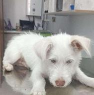 سگ تریر، هاسکی سفید 7 ماهه واگذار