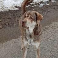 3 تا سگ درجه یک