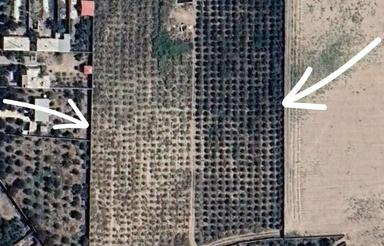 یک هکتار و نیم زمین باغی قطعه بندی شده با مجوز