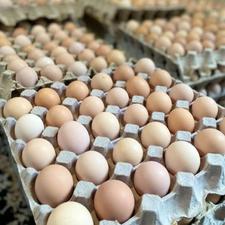تخم مرغ نطفه دار و خوراکی محلی گلپایگانی