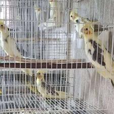 طوطی عروس هلندی