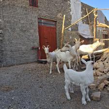 بزسانن شیرا