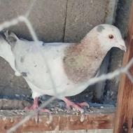 7کبوتر گرفتنی