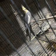 طوطی عروس نرو ماده معاوضه با دوتا نر هم دارم