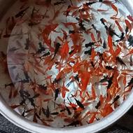 فروش ماهی قرمز عمده وخرده