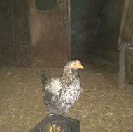 خروس محلی جوان