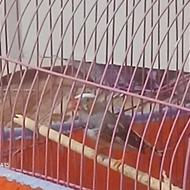 فنچ لپ قرمز زیبا و جذاب گاهی آواز می خاند آواز بوق اتوبوس