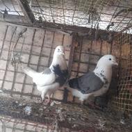 یک جفت کبوتر عالی پشتار