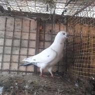 کبوتر کله دم سبز