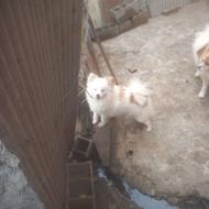 پامر 7 شناسنامه دار ماده واگذاری