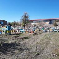 استخدام نیروی کار جهت زنبورداری با حقوق عالی