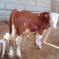 فروش گوساله نر سیمینتال خالص درجه یک