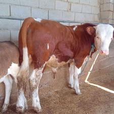 فروش گوساله نر سیمینتال خالص درجه یک