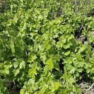 فروش نهال انگور ترکمن 4 گلدانی