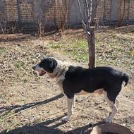 واگذاری سگ نر