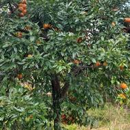 شخم زدن باغچه 300 متری وچیوت میوه‌ های باغچه رایگان