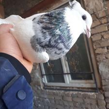 کبوتر طوقی الماسی جنس خوب