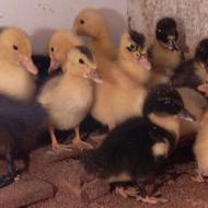 اردک تعداد 11