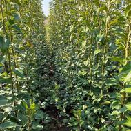 فروش انواع نهال میوه