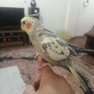 فروش عروس هلندی نر