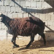 بره قوچ قره چال