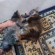 دو عدد گربه