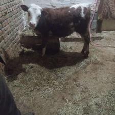 فروش یک عدد گوساله ماده