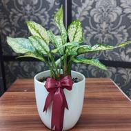 گل زیبای آپارتمانی