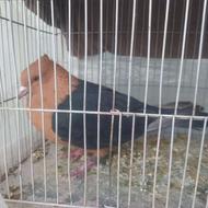 کفتر تکی نره