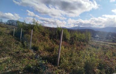 فروش زمین 250 متری باغی حوالی تالاب زیبای سوخته کوه