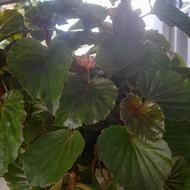 نگهبان پارکینگ