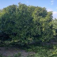 هرس درخت پرتقال نارنگی وسیاه ریشه