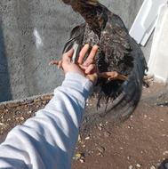 لاری صابونی