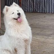 پانسیون سگ.آموزش انواع نژاد سگ