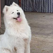 پانسیون سگ.آموزش انواع نژاد سگ