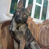 ژرمن بلک.سیبل واگذاری