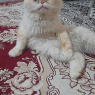 واگذاری گربه زیبا نر