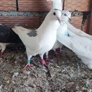 فروش همیشگی کبوتر غریب گیری25عدد