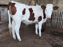 فروش گوساله نر سیمینتال پرواربندی و هلشتاین در شیپور