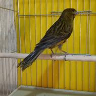 قناری ماده رد بلک