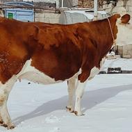 گاو سیمینتال قرمز اصل 15 روز مانده به زایمان